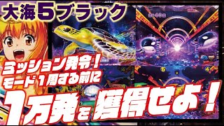 【新企画】P大海物語5 ブラック 2024/05/31【目指せ万発】