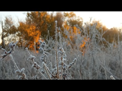 Видео: Дубровський і хвіст в прямом эфире!