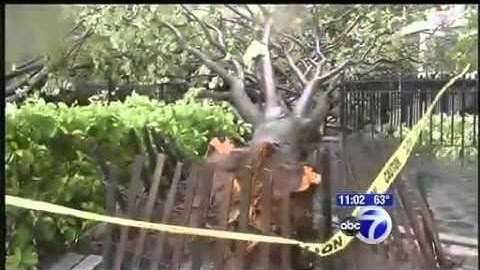 Trees come crashing down during storm in Lower Manhattan