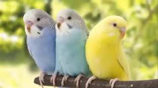 canto de periquito australiano  pra amansar 🦜🍃  #periquitosdelamor #aves #budgies