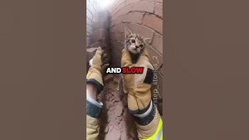 Firefighters Find Cat Alive Under Rubble — Emotional Moment🐈