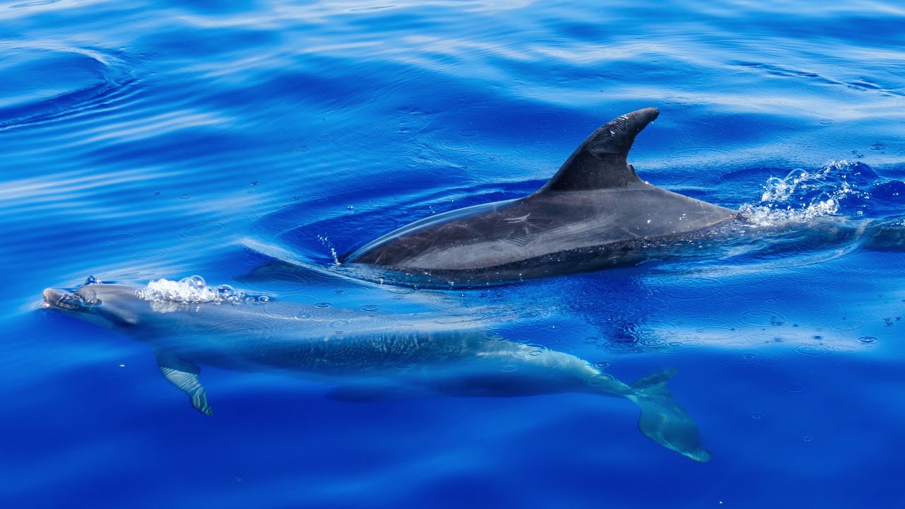 azores dolphin tours