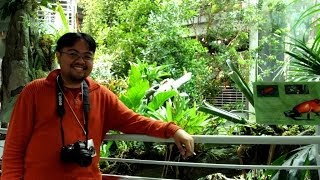Watch in high quality (480p). step inside a living 4-story rainforest,
where dripping water sets the beat for symphony of croaking frogs and
chirping birds...