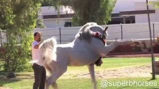 Hariry Al Shaqab. One of the best Arabian horses in the world. حريري الشقب