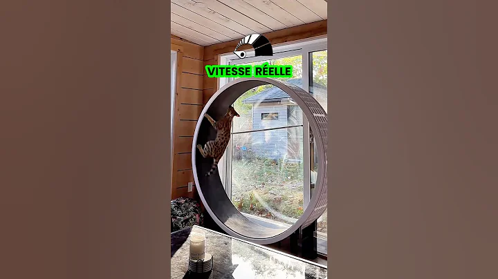 Video 11063571: savannah servalcat, f1 savannah cat