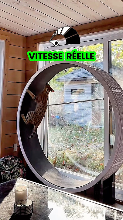 Download lagu Real speed savannah cat F1 HP running #catbreed #savannahf1 #servalcats #speedrun #fastandfurious