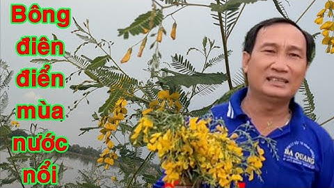 Hái bông điên điển mùa nước nổi