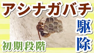 アシナガバチの女王を駆除してみた！｜蜂の巣駆除｜ペットボトルトラップの作り方