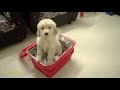 Golden Retriever Puppy Comes Home For The First Time !!