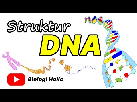 Struktur DNA (Deoxyribonucleic acid)