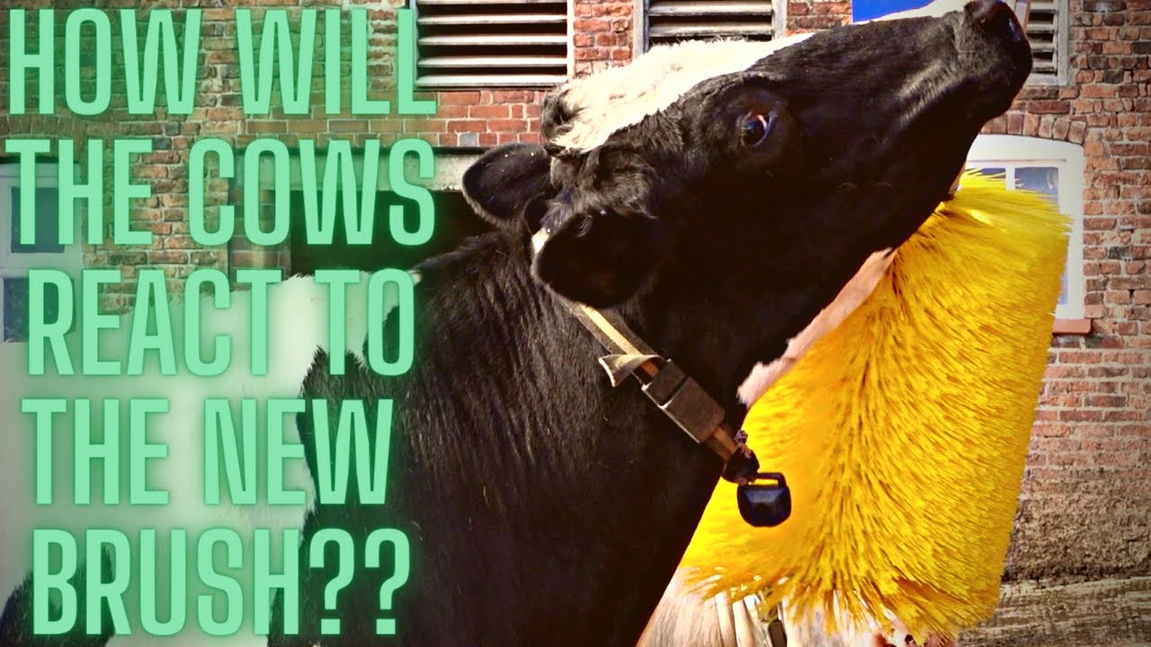 NEW COW BRUSHES COST £3K, WAS IT WORTH IT??? YouTube