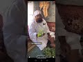 فوايد عشبة الشار