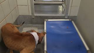 Acs A818799
