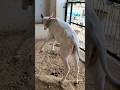 श्यामा को पकड़ो पकड़ो खेलना है😁😂/#shorts #cow #cowshorts #cowvideos #animalontheway #baby #cowvideo