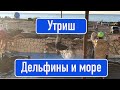 Утриш. Дельфины и море !