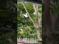 Será pájaro carpintero o un pajarito picoteando la mata