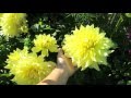 ГЕОРГИНЫ весной:  деление, проращивание, посадка // Dahlias: splitting, germination, planting