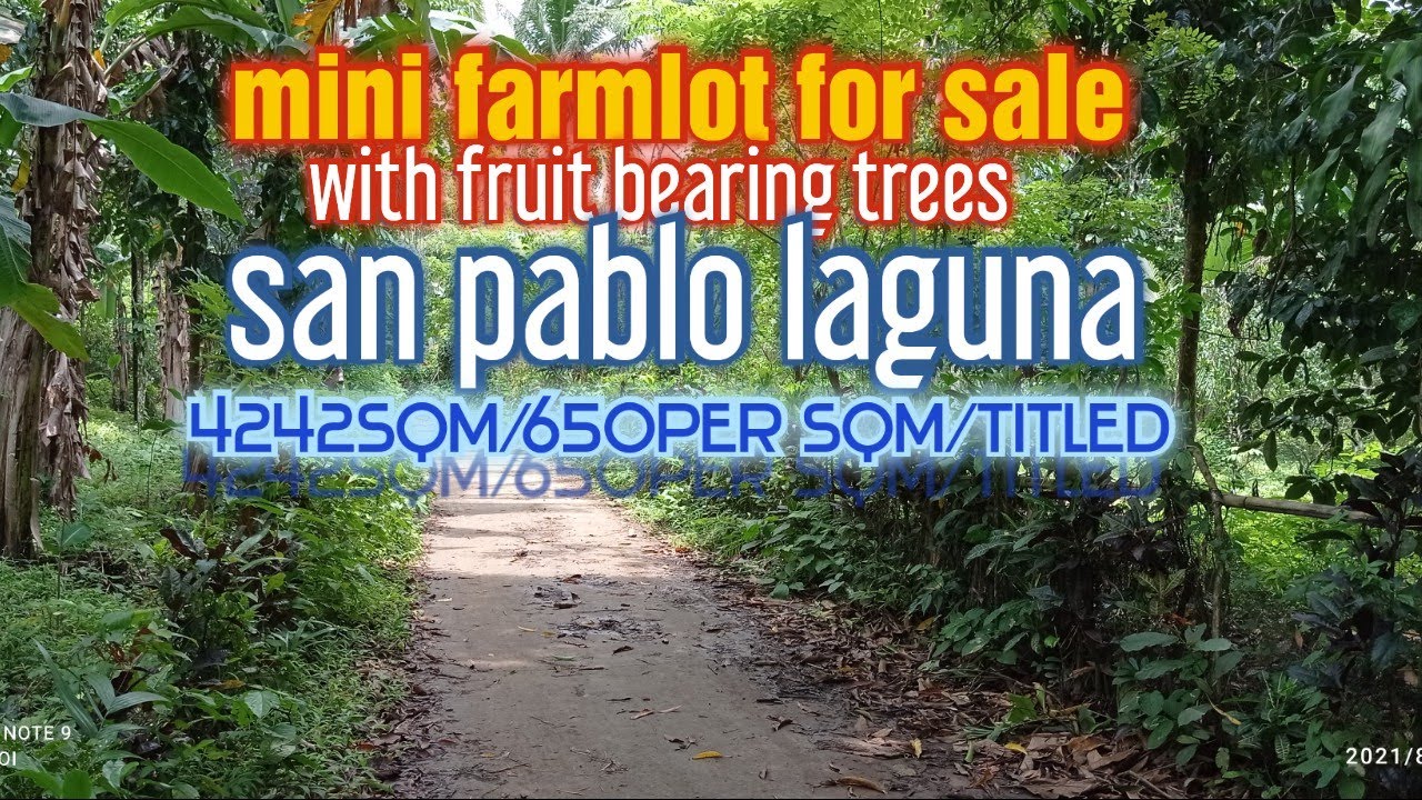 farmlot for sale/san pablo laguna/4242sqm/650per sqm YouTube