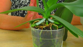 Why ORCHID ROOTS ROT IN KERAMZIT and BOR? How to water orchids CORRECTLY?