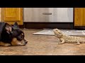 Chihuahua se Encarga de Proteger a su Hermano Dragón Barbudo