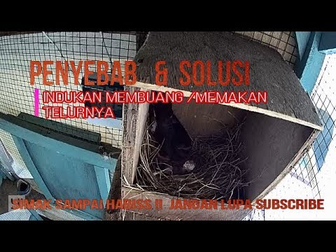 Penyebab Induk murai makan dan buang telur, Temukan Solusinya disini