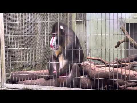 Mandrill Monkey…unexpected moment.. 🫣 😅 Okinawa Zoo in Japan. shocked at the end🫣