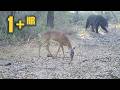 1+ HOUR of Forest Trail Camera Wildlife Footage | Bears, Deer, Coyotes &amp; More