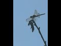 #dragon on duty! Yes please. Get all the #mosquitoes. #dragonfly #backyardwildlife