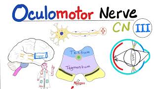 Oculomotor Nerve - The 3rd Cranial Nerve (CN III) - Uncal herniation - Neuroanatomy