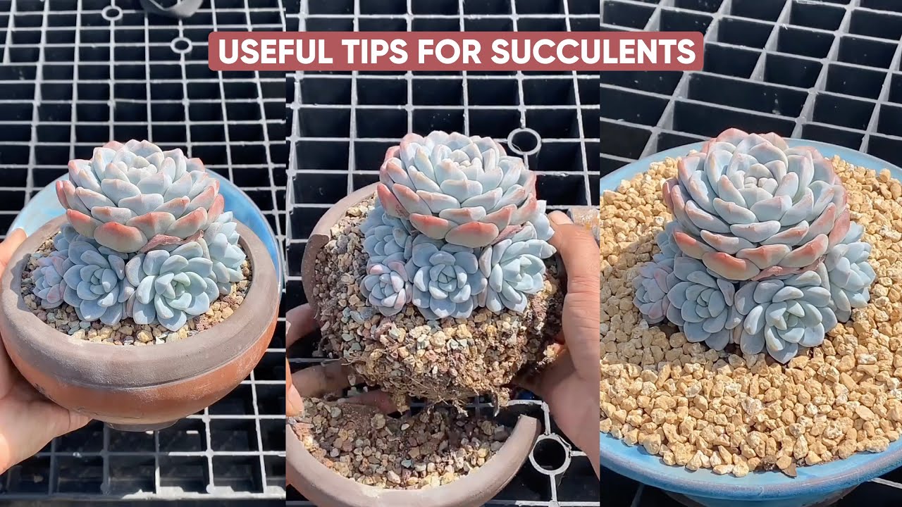 Easy Care for Succulent Beginners Made SIMPLE! - YouTube