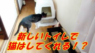 ネコは新しいトイレを気に入ってくれる！？