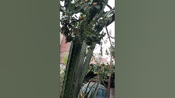 مقطع من أذكار الصباح اليوم الجمعة
