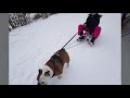 Winterwonderland mit Egon englische Bulldogge und Familie. Schlittenhund, Schneemann Schnee, Spaß.
