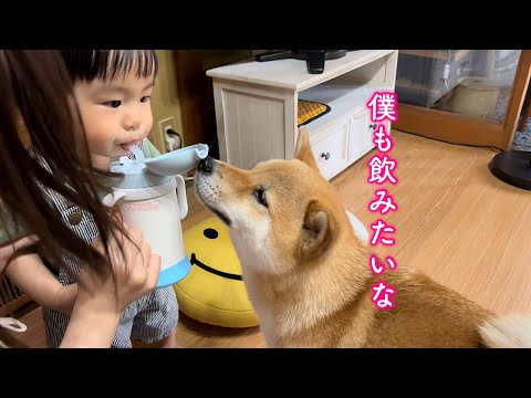 子どもには何がなんでも優しく接する柴犬がお兄さんに見えて感動しました