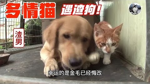 多情橘猫爱上金毛，却遭“渣狗”不珍惜，等失去了才后悔