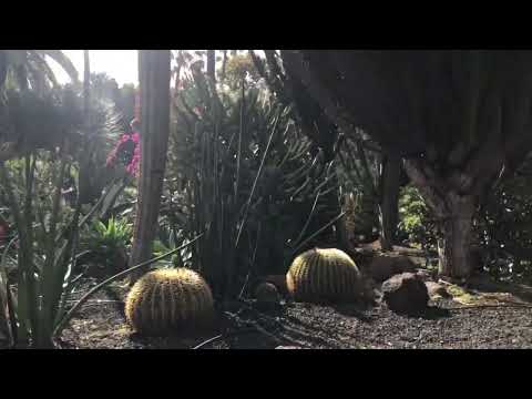 Cactus in Spain
