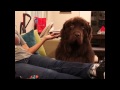 Is it too late to say sorry! Dog is super upset with owner