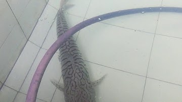 Trê cọp siêu hạng