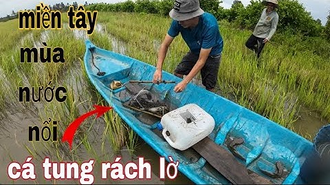 Đặt lờ cá lóc trên đồng nước nổi - vũ heo