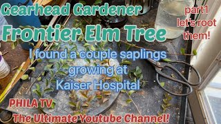 Found Frontier Elm Saplings Growing Wild Kaiser? Will They Root Part1 Gearhead Gardener