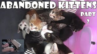 Kittens that were put in a cardboard box and thrown into the forest and abandoned. Kitten Rescue 2