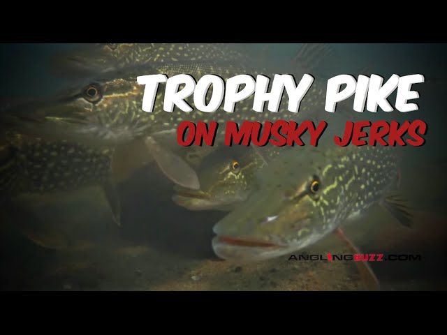 Toss Muskie-Sized Jerkbaits for Trophy PIke 