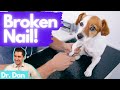 Broken nail  how a vet fixes a broken dog nail with dr dan