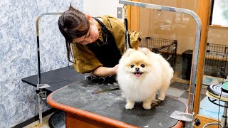 Trimming process for plush Pomeranians. Japanese dog hairdresser.