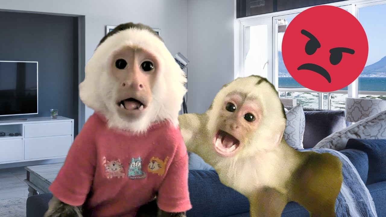 Baby Gracie Gets Extremely MAD at Big Sister | Capuchin Monkey | Pet Monkey