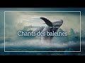 ASMR Ambiance : Chant des Baleines pour Dormir | ASMR Ambience : Whale Song for Deep Sleep