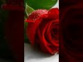 قلو لك الورد مايجرح قلو لك الورد مايجرح