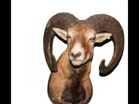 marzoni Mujer ARIES soltera - Amor - MST