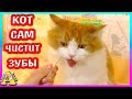 Кот решил что он хомяк / кот чистит зубы /смешная распаковка /подарки для питомцев / Alisa Easy Pets