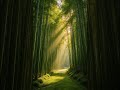 filters through the tall 🔥 #relaxingmusic #stressrelief #sleepmusic #meditationmusic #ambientmusic